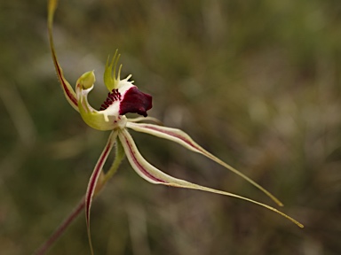 APII jpeg image of Caladenia atrovespa  © contact APII