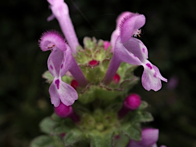 APII jpeg image of Lamium amplexicaule  © contact APII