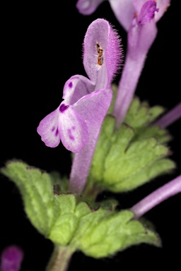 APII jpeg image of Lamium amplexicaule  © contact APII