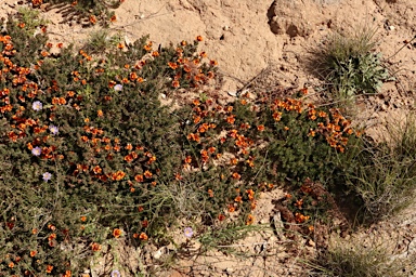 APII jpeg image of Pultenaea subspicata  © contact APII