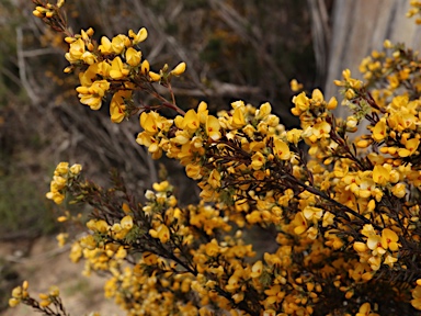 APII jpeg image of Pultenaea altissima  © contact APII