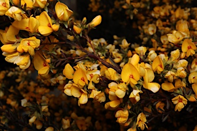 APII jpeg image of Pultenaea altissima  © contact APII