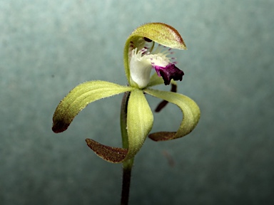 APII jpeg image of Caladenia hildae  © contact APII