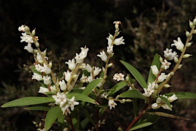 APII jpeg image of Leucopogon affinis var. lanceolatus  © contact APII