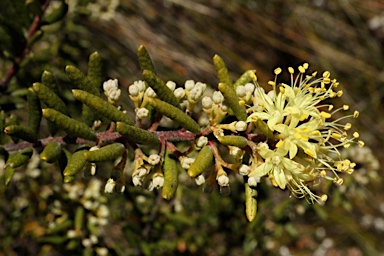 APII jpeg image of Phebalium squamulosum subsp. ozothamnoides  © contact APII