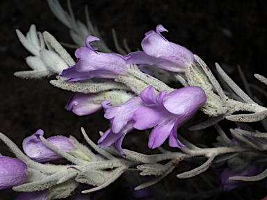 APII jpeg image of Eremophila nivea 'Gabbara Bells'  © contact APII