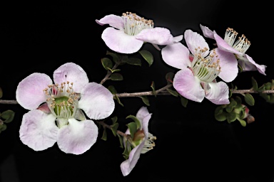 APII jpeg image of Leptospermum rotundifolium  © contact APII