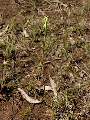 APII jpeg image of Pterostylis bicolor  © contact APII