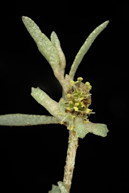 APII jpeg image of Atriplex leptocarpa  © contact APII