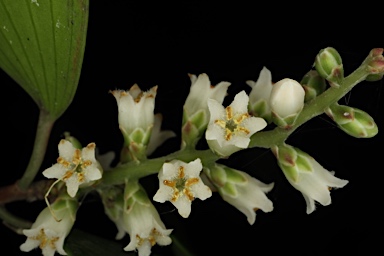 APII jpeg image of Trochocarpa bellendenkerensis  © contact APII