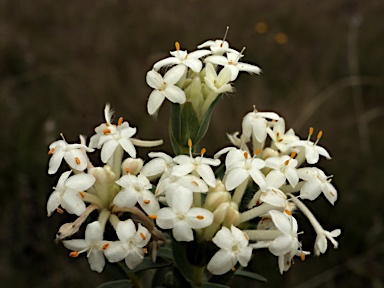 APII jpeg image of Pimelea glauca  © contact APII