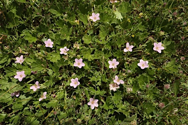 APII jpeg image of Geranium antrorsum  © contact APII