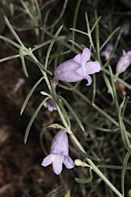 APII jpeg image of Eremophila scoparia  © contact APII