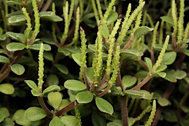 APII jpeg image of Peperomia hunteriana  © contact APII