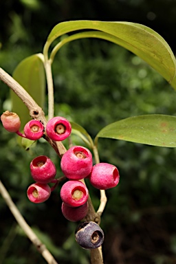 APII jpeg image of Medinilla balls-headleyi  © contact APII