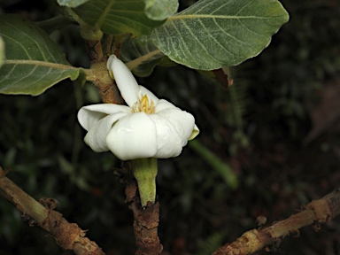 APII jpeg image of Gardenia kakaduensis  © contact APII