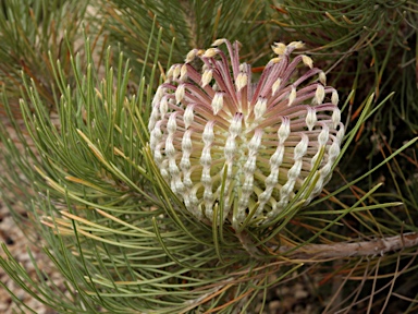 APII jpeg image of Banksia lanata  © contact APII