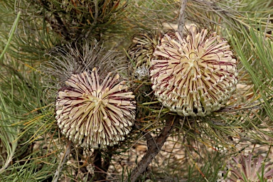 APII jpeg image of Banksia lanata  © contact APII