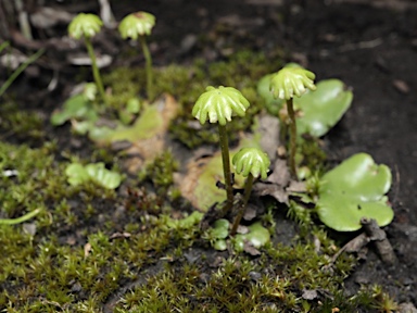 APII jpeg image of Marchantia berteroana  © contact APII