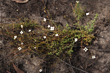 APII jpeg image of Mitrasacme polymorpha  © contact APII