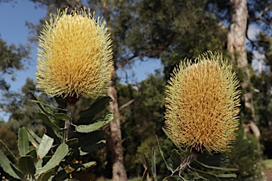 APII jpeg image of Banksia sceptrum  © contact APII