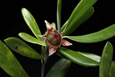 APII jpeg image of Leptospermum deuense  © contact APII