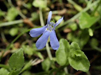 APII jpeg image of Lobelia quadrangularis  © contact APII