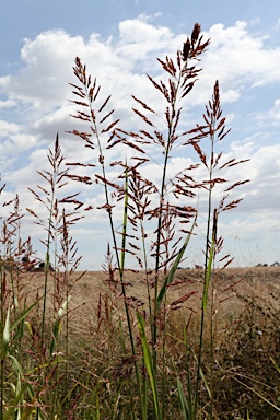 APII jpeg image of Sorghum halepense  © contact APII