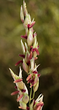 APII jpeg image of Sorghum halepense  © contact APII