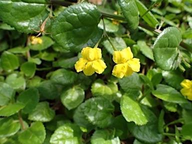 APII jpeg image of Goodenia ovata  © contact APII