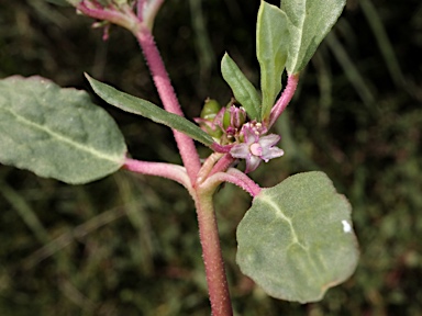 APII jpeg image of Zaleya galericulata subsp. australis  © contact APII