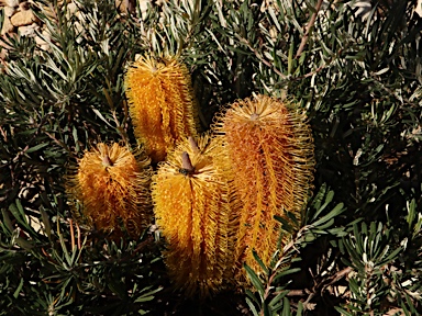 APII jpeg image of Banksia neoanglica  © contact APII