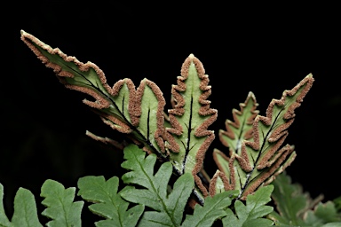 APII jpeg image of Doryopteris concolor  © contact APII