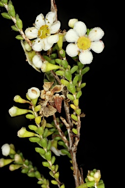 APII jpeg image of Micromyrtus hexamera  © contact APII