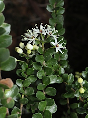 APII jpeg image of Leionema lamprophyllum subsp. obovatum  © contact APII