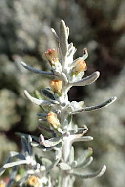 APII jpeg image of Olearia axillaris  © contact APII