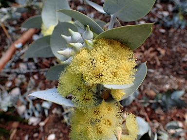 APII jpeg image of Eucalyptus wyolensis  © contact APII