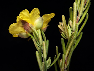 APII jpeg image of Hibbertia horricomis  © contact APII