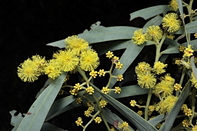 APII jpeg image of Acacia barringtonensis  © contact APII