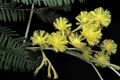 APII jpeg image of Acacia silvestris  © contact APII