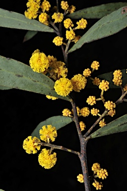 APII jpeg image of Acacia brumalis  © contact APII