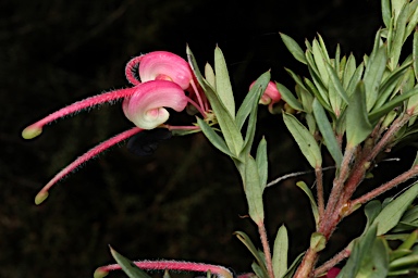 APII jpeg image of Grevillea obtusiflora subsp. obtusiflora  © contact APII