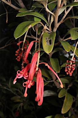 APII jpeg image of Grevillea victoriae subsp. brindabella  © contact APII