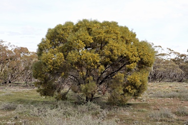 APII jpeg image of Acacia homalophylla  © contact APII