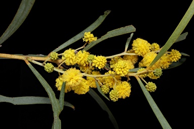 APII jpeg image of Acacia homalophylla  © contact APII