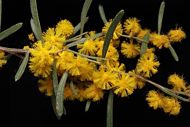 APII jpeg image of Acacia sclerophylla var. sclerophylla  © contact APII