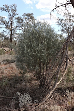 APII jpeg image of Eremophila oppositifolia subsp. oppositifolia  © contact APII