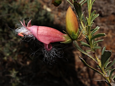 APII jpeg image of Eremophila 'Fairy Floss'  © contact APII