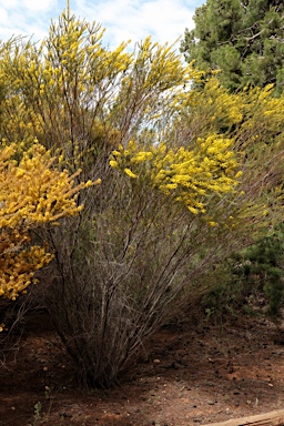 APII jpeg image of Acacia lineata  © contact APII