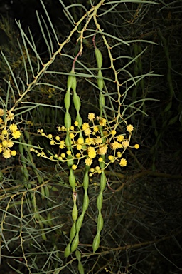 APII jpeg image of Acacia calamifolia  © contact APII